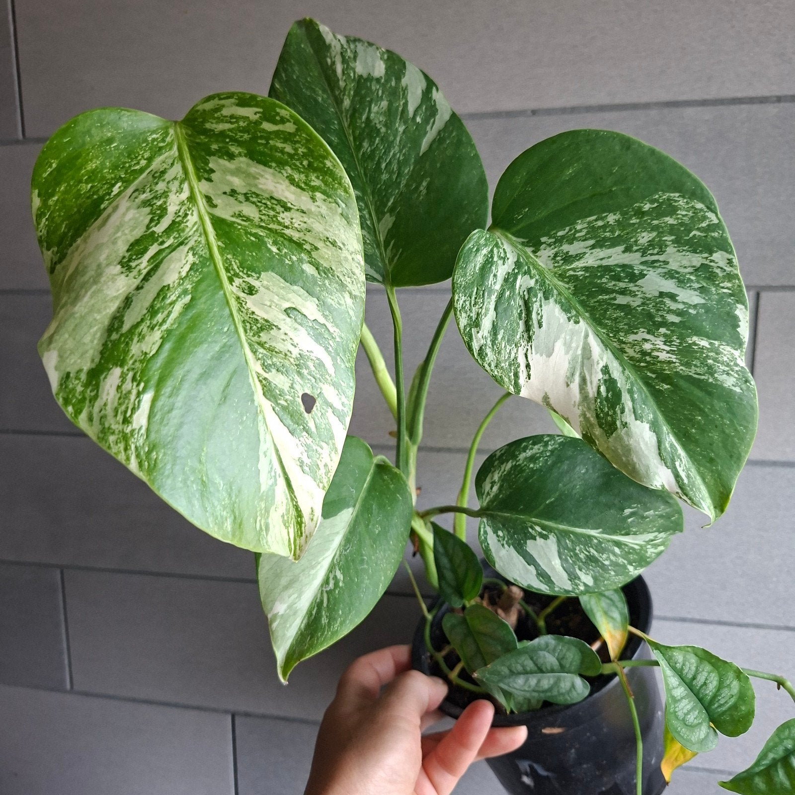 Monstera albo variegata, Huis en Inrichting, Kamerplanten, Ophalen of Verzenden, Halfschaduw, Minder dan 100 cm