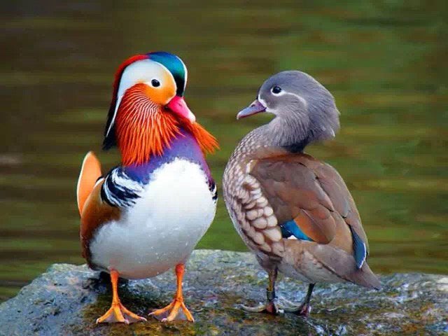 Siereenden - Mandarijneenden, Meerdere dieren, Eend