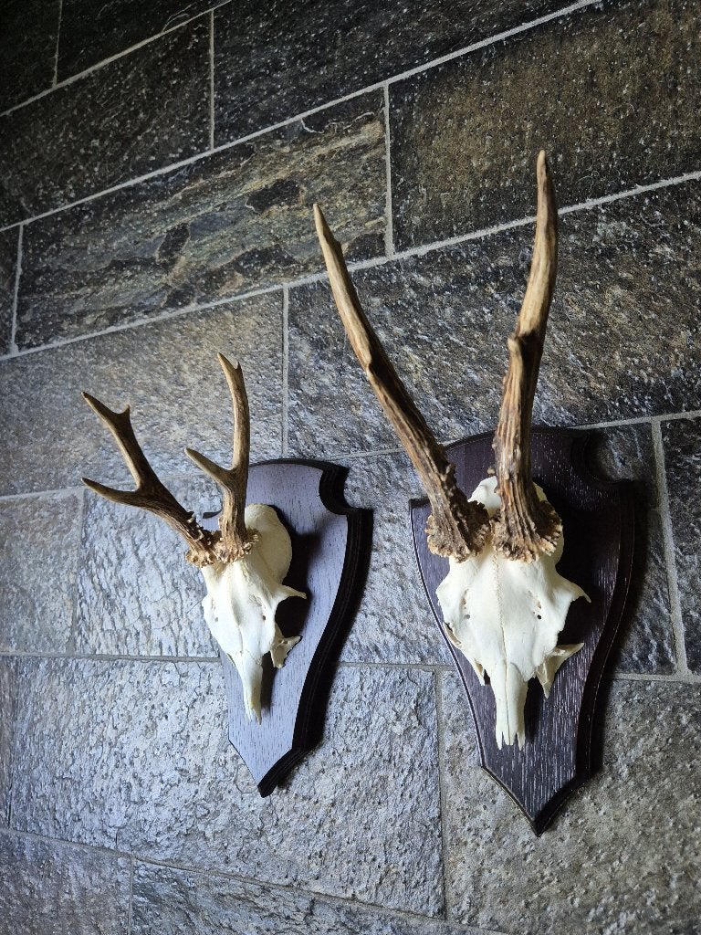 2 Prachtige Ree Geweien samen € 19 jacht hut mancave k63, Verzamelen, Ophalen of Verzenden, Zo goed als nieuw, Hert, Gewei of Kop