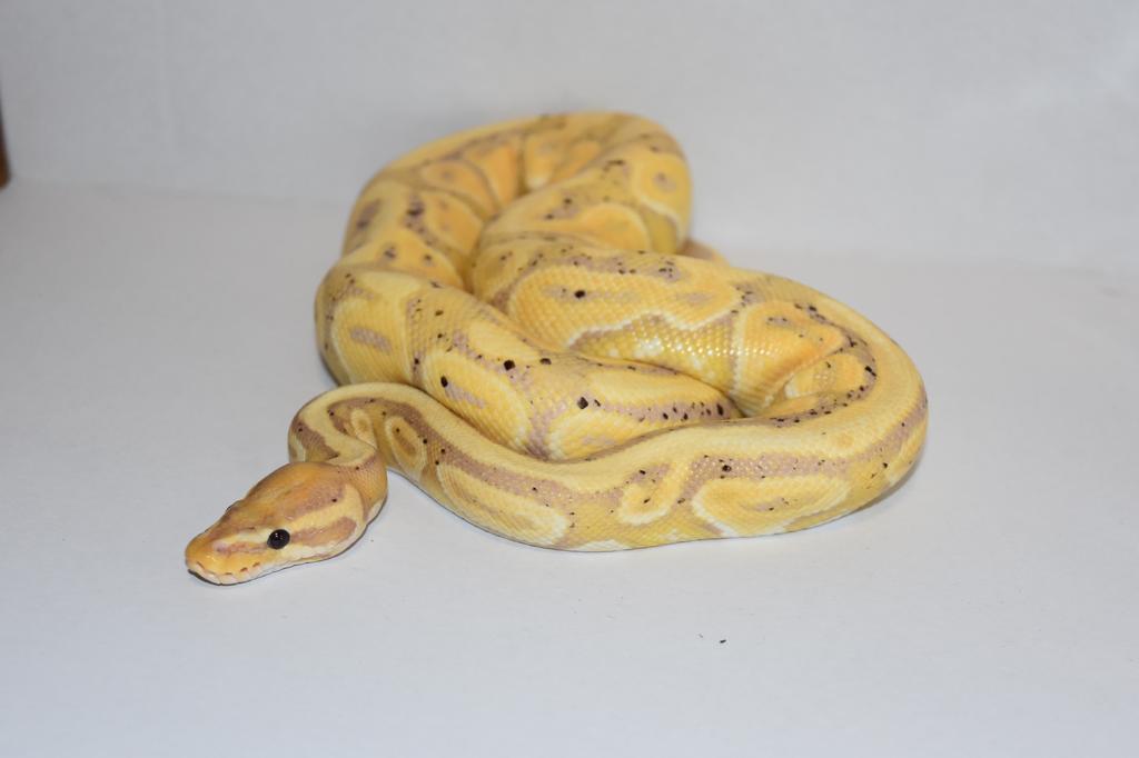 Ball python 1.0, Dieren en Toebehoren, Slang, Tam, 0 tot 2 jaar