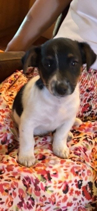 Super lieve Jack Russell puppies (uit huiselijke kring), Dieren en Toebehoren, Honden | Chihuahua's en Gezelschapshonden, Parvo