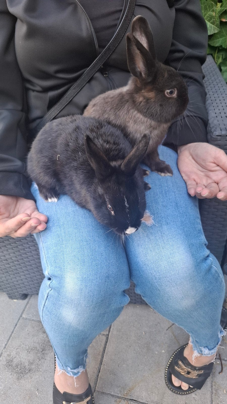 konijnen, Dieren en Toebehoren, Mannelijk, 0 tot 2 jaar