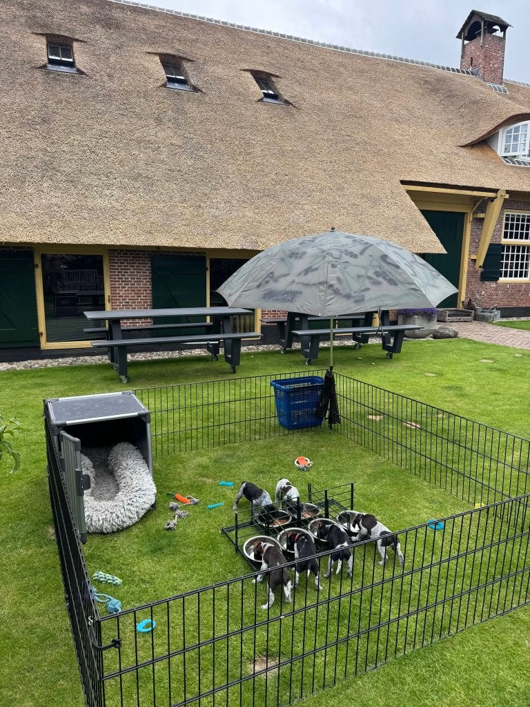 Duitse Staander Draadhaar Pups, Dieren en Toebehoren, Honden | Setters en Staande honden, Meerdere dieren, Duitse Staande hond