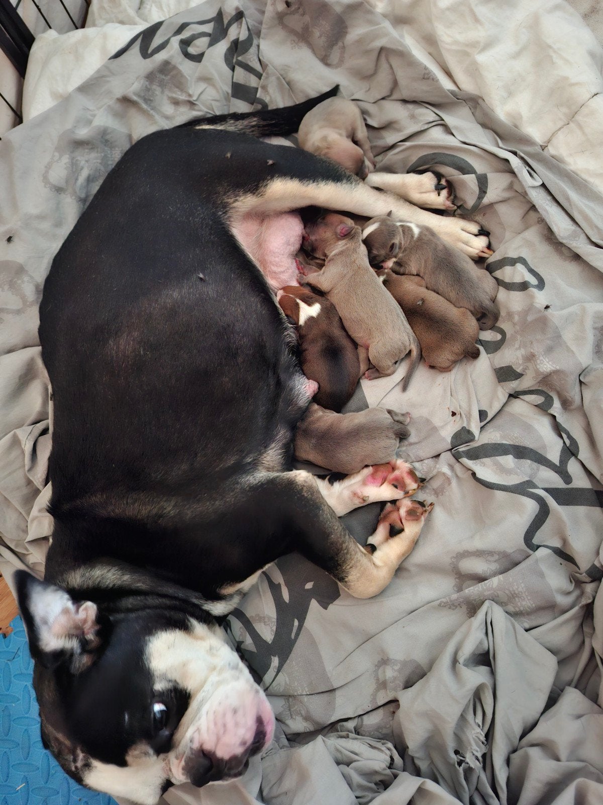 8 pups bulldog x bully, Dieren en Toebehoren, 8 tot 15 weken, Bulldog, Meerdere, Meerdere dieren