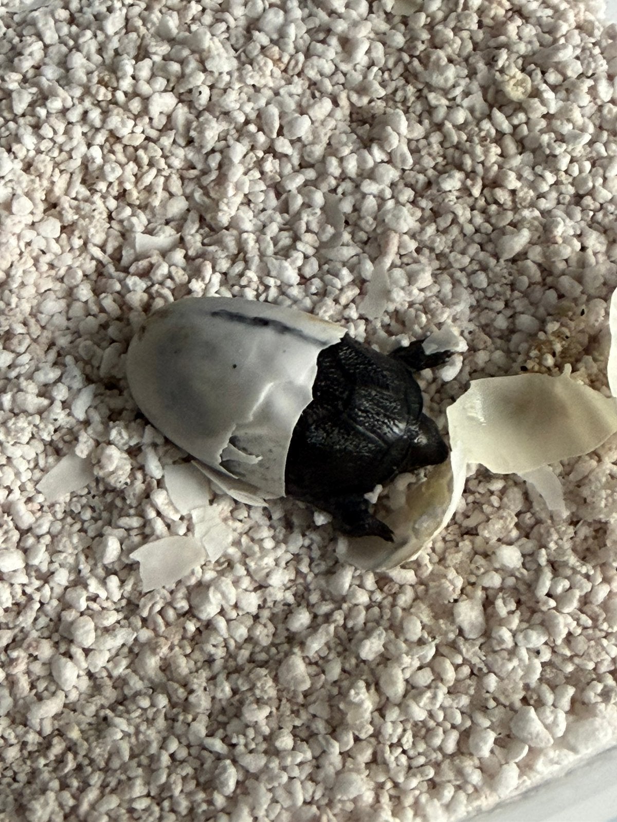 Muskusschildpad / STERNOTHERUS ODORATUS Baby’s (27/7/2026), Dieren en Toebehoren, Reptielen en Amfibieën, Schildpad, 0 tot 2 jaar