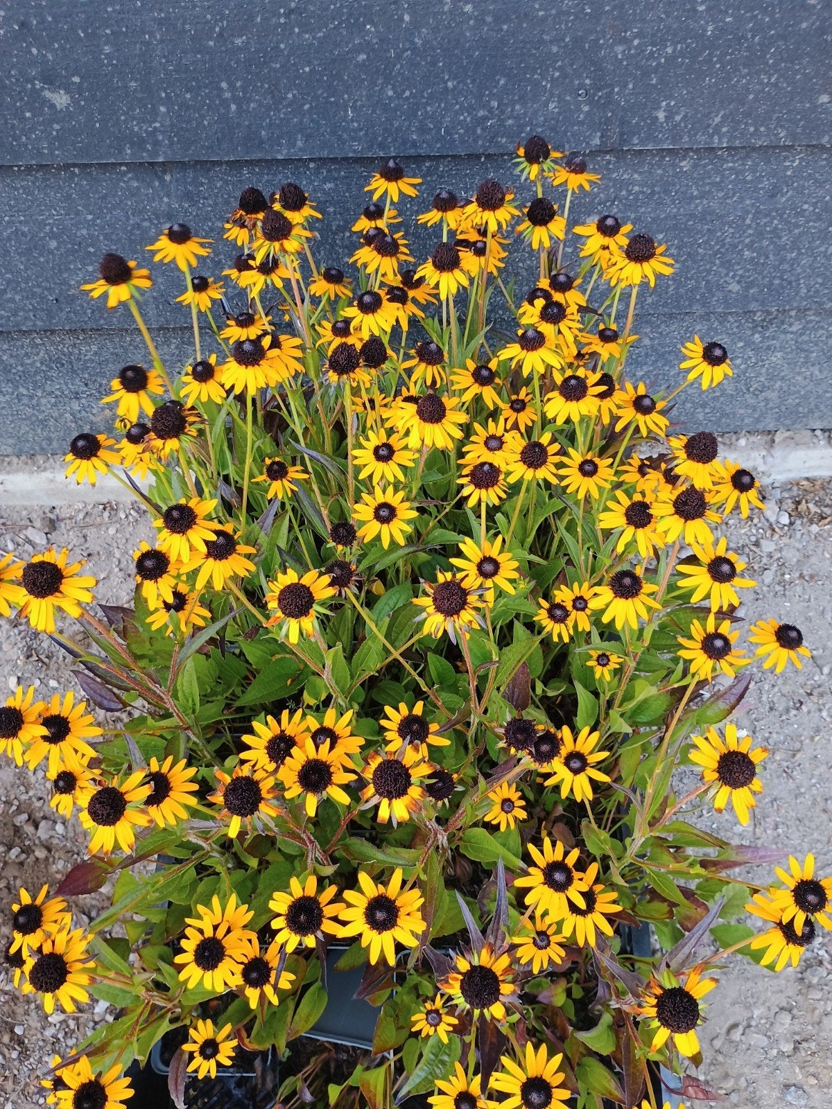 Rudbeckia fulgida 'Little Gold Star' in P9 pot, Volle zon, Vaste plant, Zomer, Ophalen