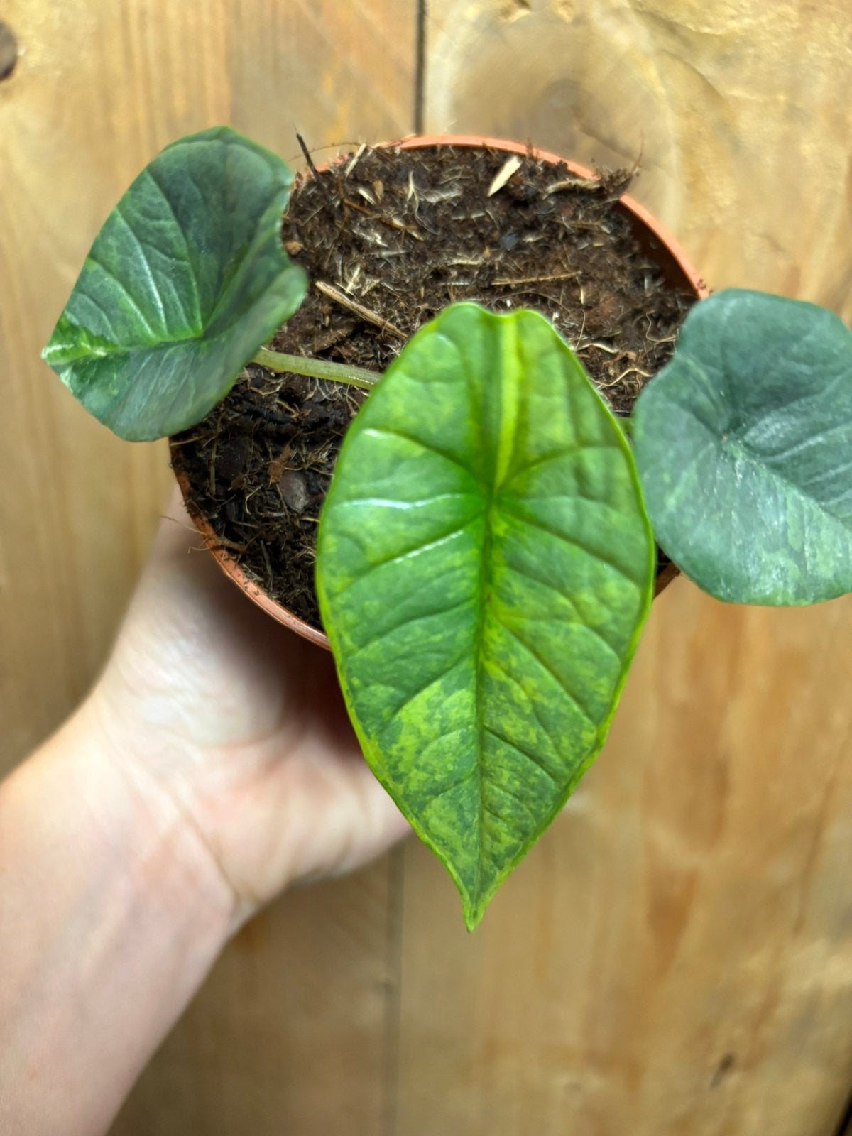 Alocasia platinum variegata plant aurea yellow lemon mint, Ophalen of Verzenden, Halfschaduw, Minder dan 100 cm