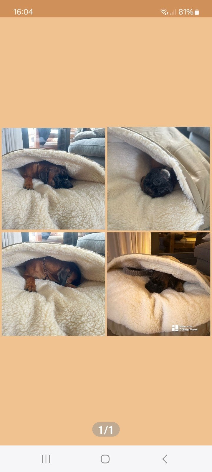 Snoozer pet Cozy Cave, de echte!!, Dieren en Toebehoren, Hondenmanden, 561 bessie road, Nieuw, Ophalen of Verzenden, Webshop@woefhoef.nl