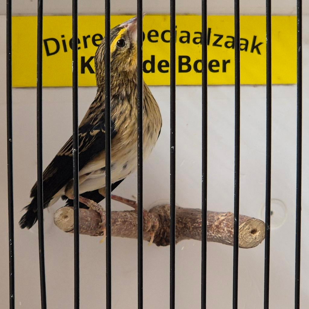 Oranjewever man, Mannelijk