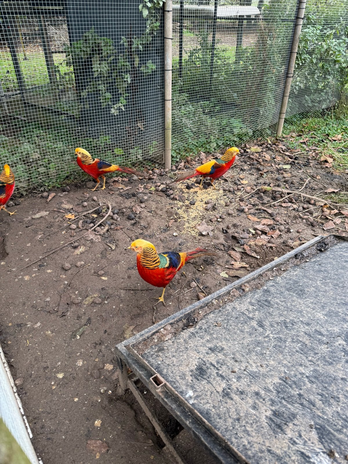 Fazanten te koop, Dieren en Toebehoren