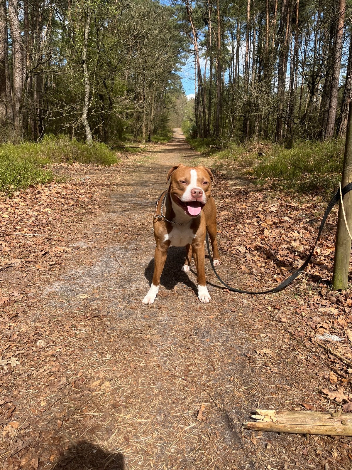 Kruising pitbull/boxer bruin wit., Dieren en Toebehoren, 6 jaar of ouder, Reu, Parvo, Eén hond