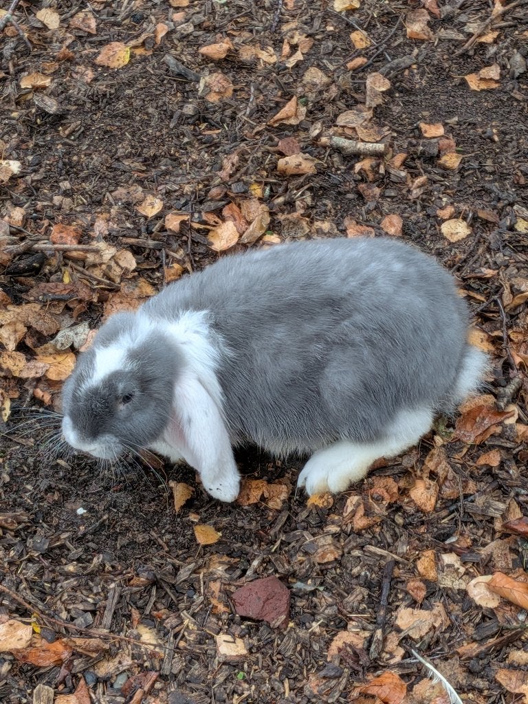 Franse hangoor ram, Dieren en Toebehoren, Konijnen, Mannelijk, Groot, Hangoor, 0 tot 2 jaar