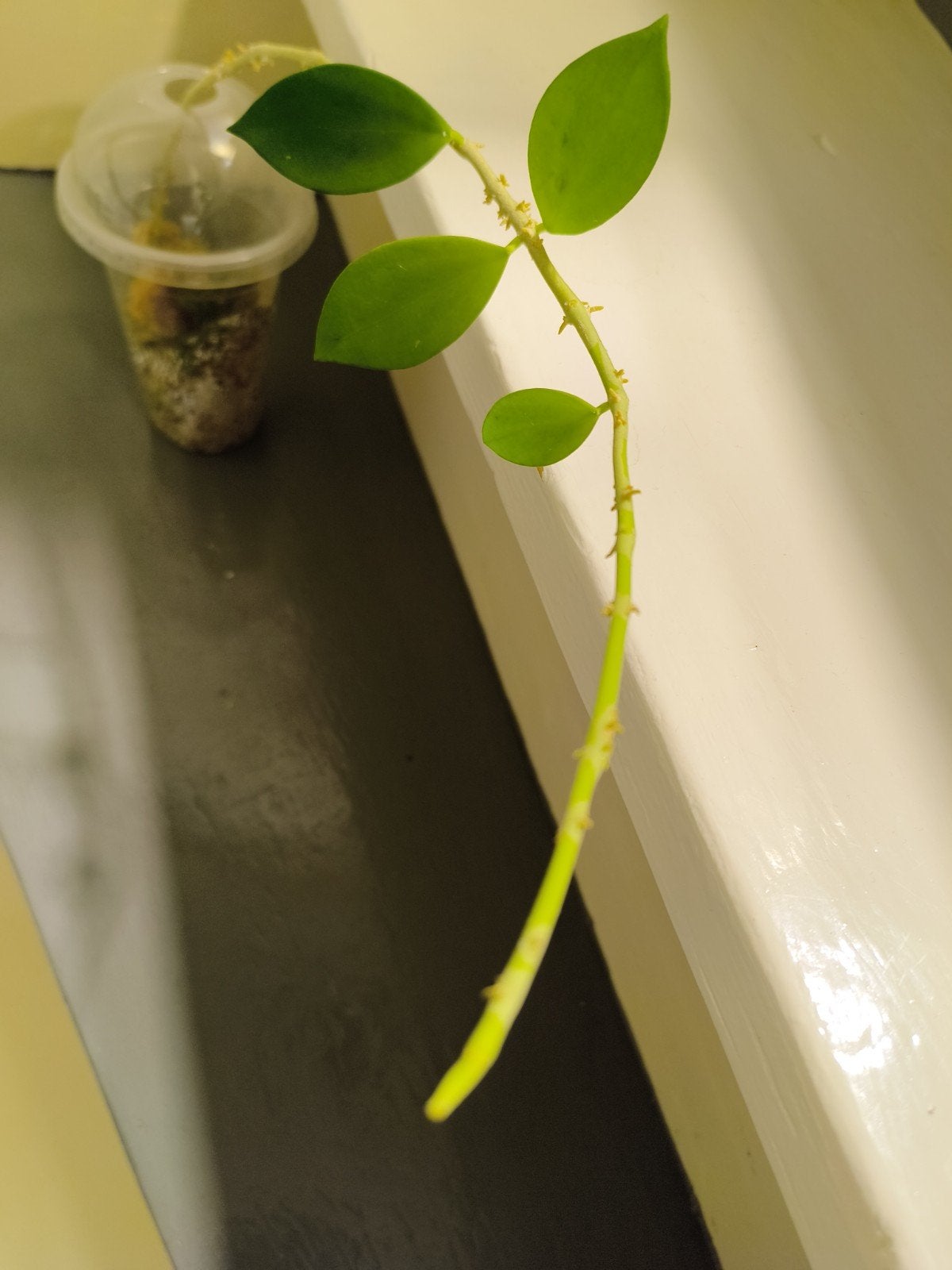 Hoya icensis aff (40cm+_), Overige soorten, In pot, Minder dan 100 cm, Groene kamerplant