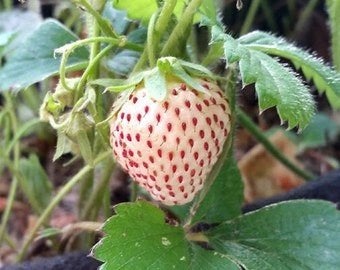 20x Pineberry (witte aardbei) planten (direct kopen), Tuin en Terras, Planten | Tuinplanten, Volle zon, Vaste plant, Ophalen of Verzenden
