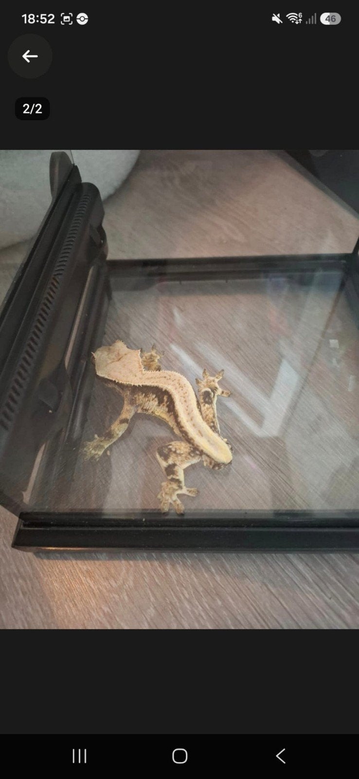 Lily White Wimper gekko van 2 jaar Crested Gecko photo 2