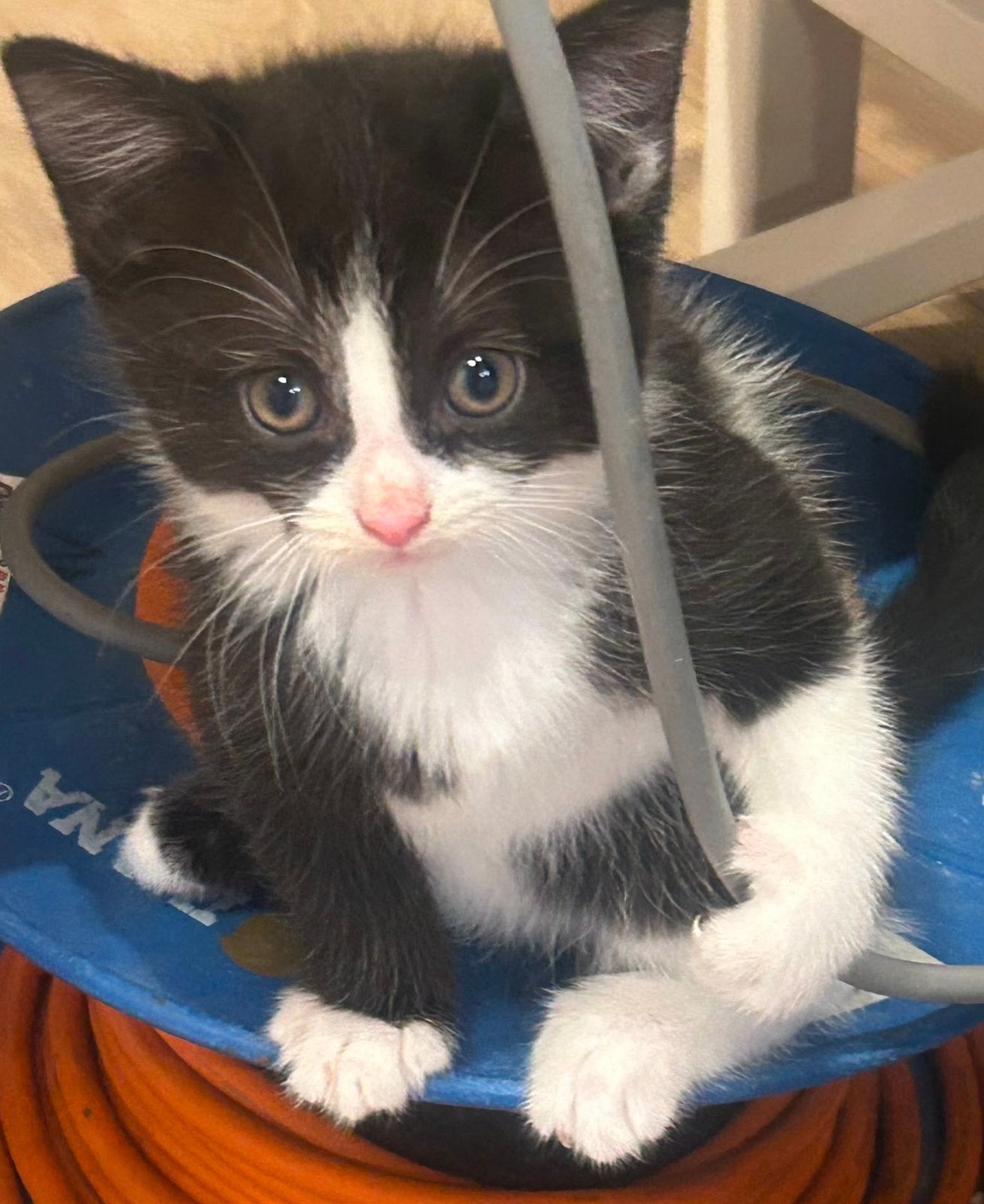 Mooi Huisje gezocht Britse  langhaar kitten, Dieren en Toebehoren, Katten en Kittens | Dekkaters, 0 tot 2 jaar