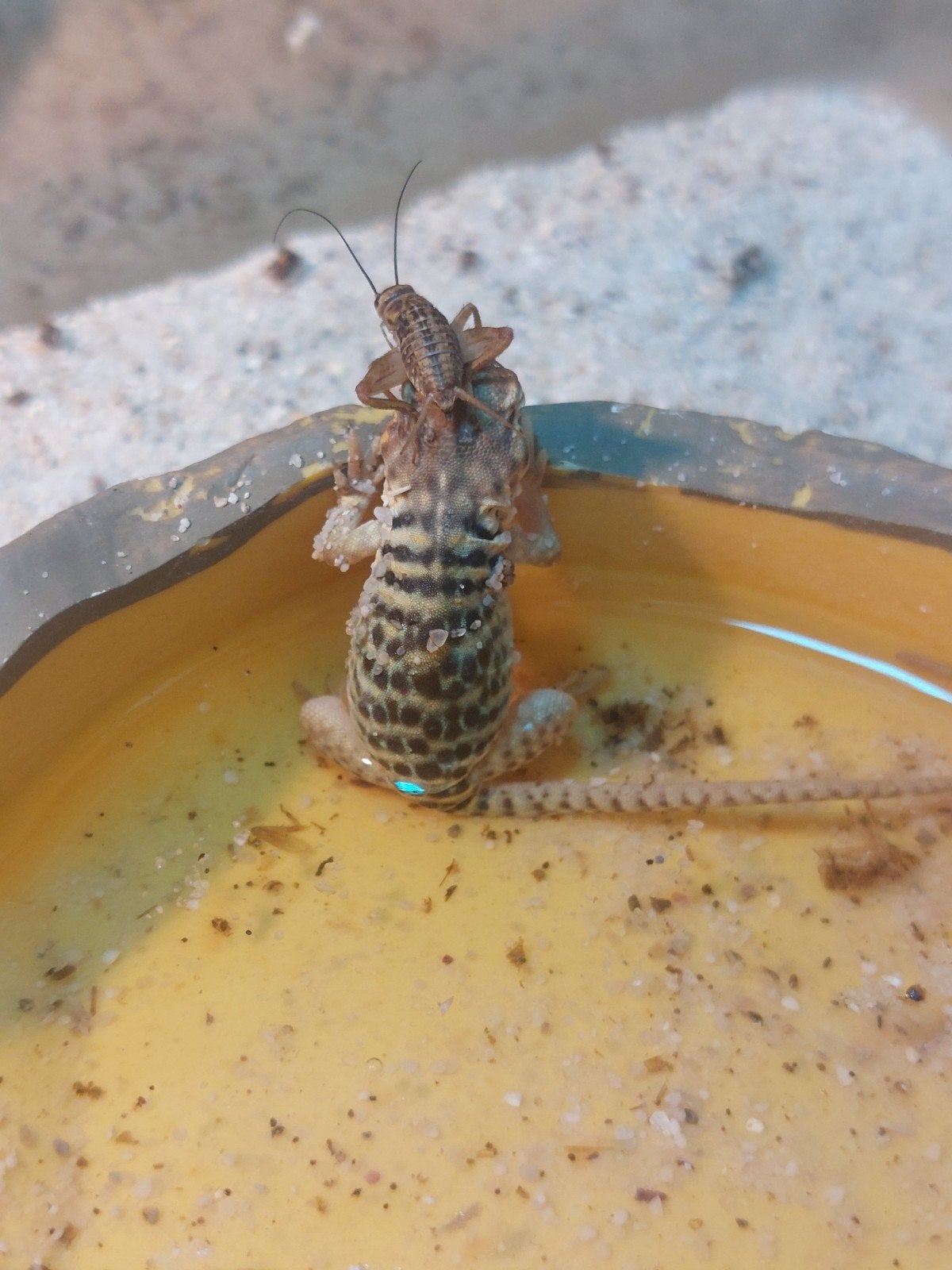 Halabandlwguanen / Crotaphytus collaris blazing blue, Dieren en Toebehoren, Insecten en Spinnen