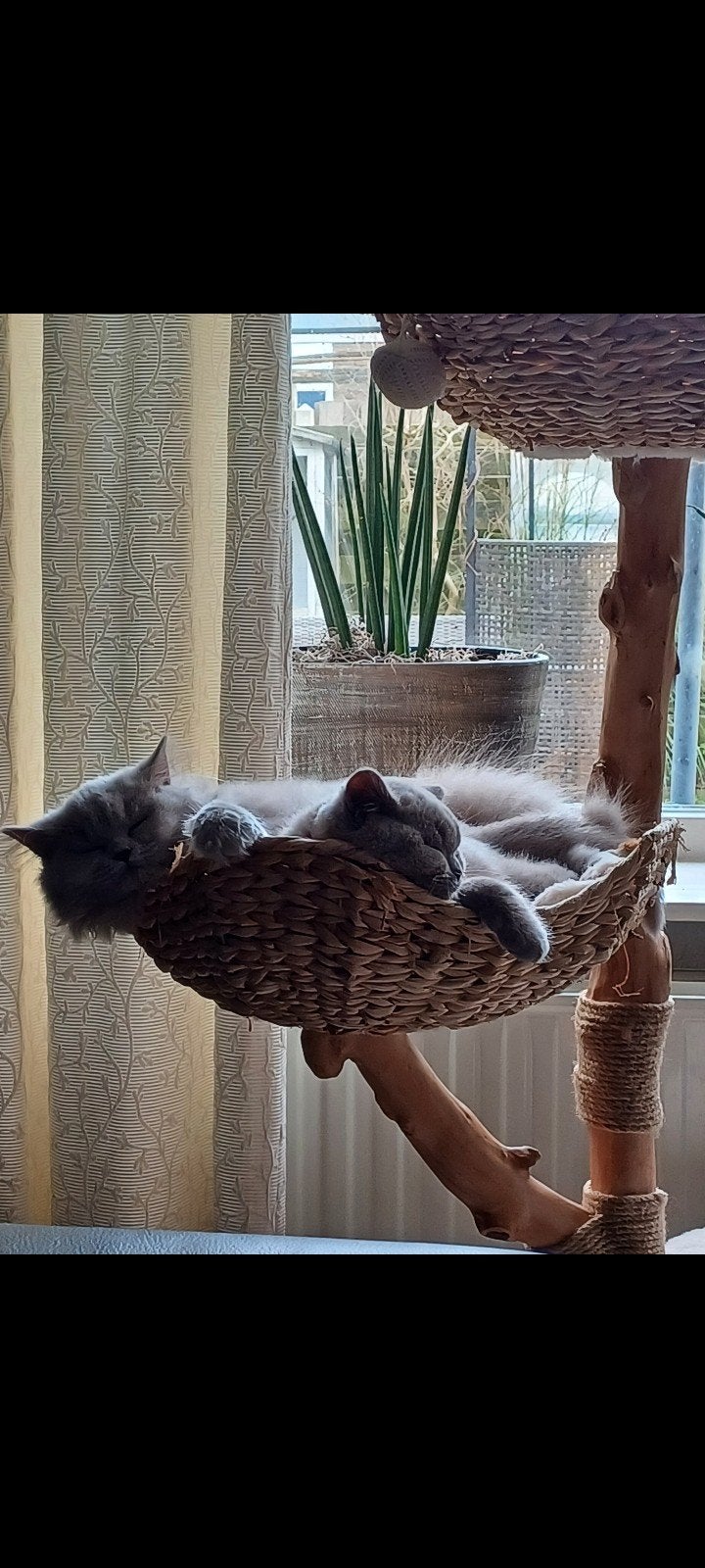 Te koop 2 Britjes wegens allergie, poes langhaar kater kort, Dieren en Toebehoren, Katten en Kittens | Raskatten | Korthaar, Meerdere dieren