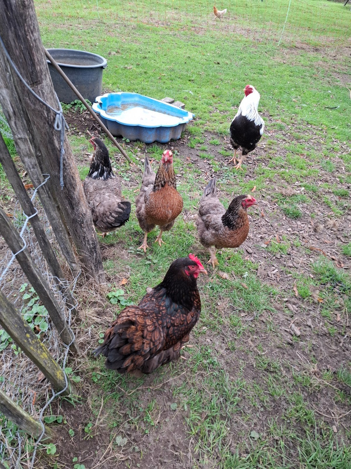 te koop 3 leghennen, Dieren en Toebehoren, Vrouwelijk, Kip