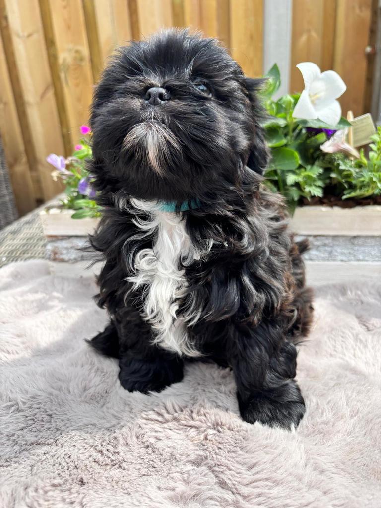 Te koop: shih tzu x toypoodle pups, Parvo, Overige rassen, 8 tot 15 weken, Meerdere