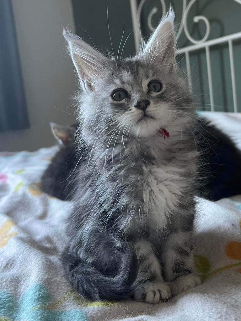 Prachtige black silver Maine Coon kittens met stamboom, Dieren en Toebehoren, Katten en Kittens | Raskatten | Langhaar, Poes, Met stamboom