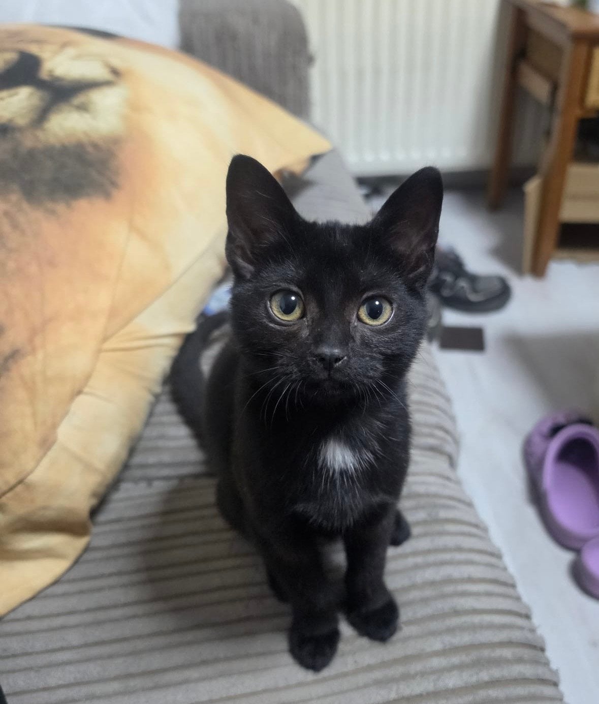Cyperse Kittens met spoed weg!, Meerdere dieren