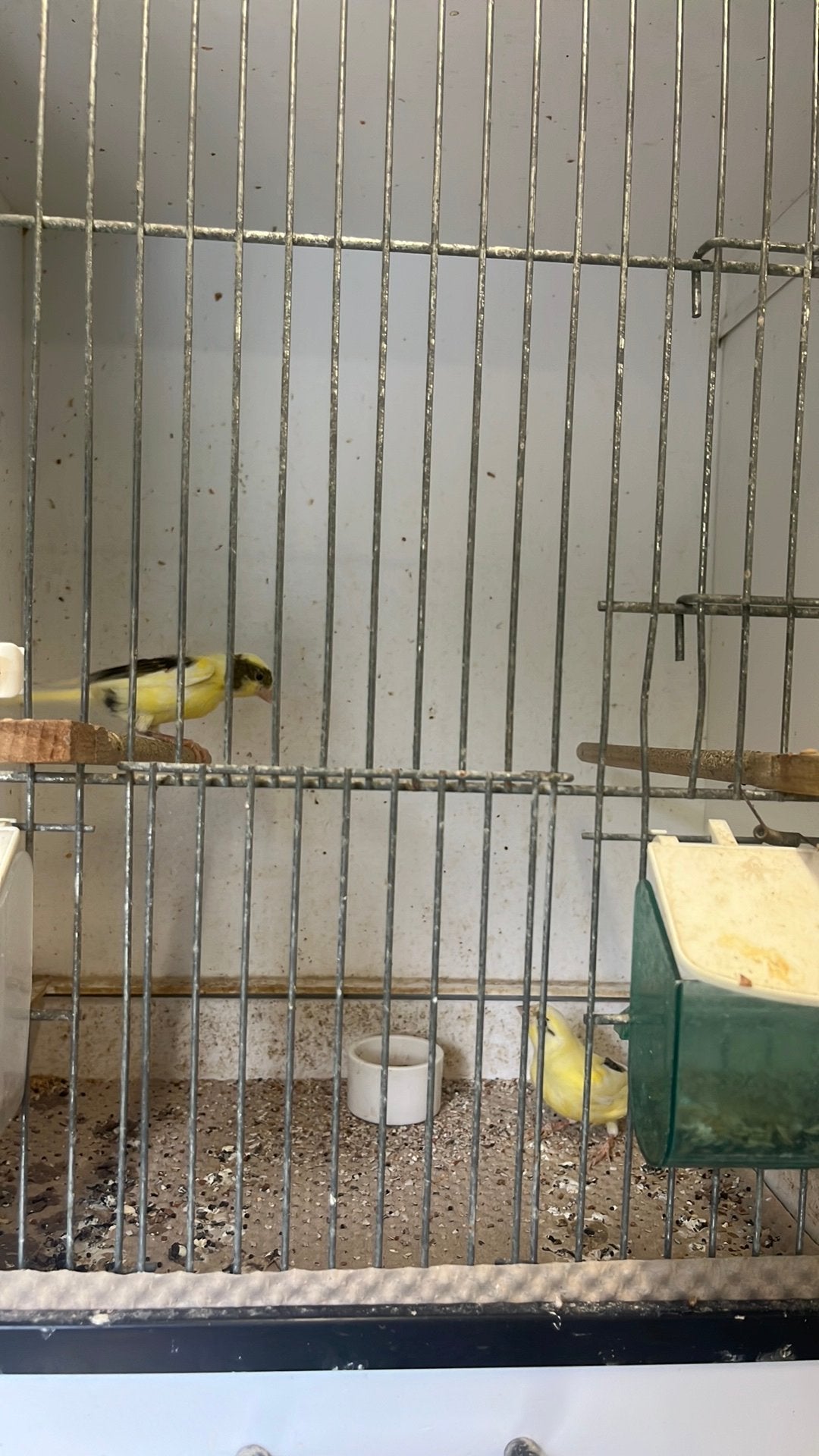 2 geelbonte kanaries, Meerdere dieren, Kleurkanarie