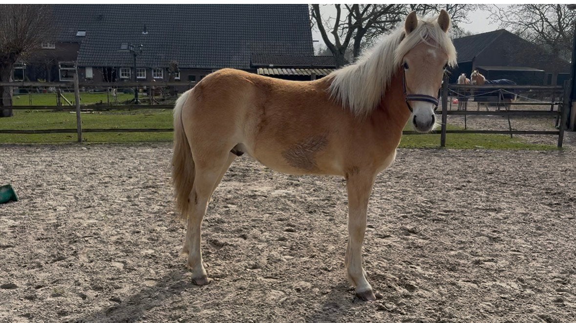 Haflinger jaarling, Dieren en Toebehoren, Met stamboom, Minder dan 160 cm, Ruin, Niet van toepassing