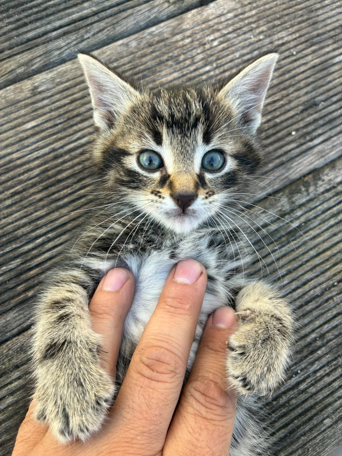 Schattige kittens, Dieren en Toebehoren, Meerdere dieren