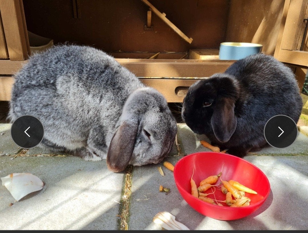 Konijnen met hok, ren en voer, Meerdere dieren, Middelgroot, 6 tot 8 jaar