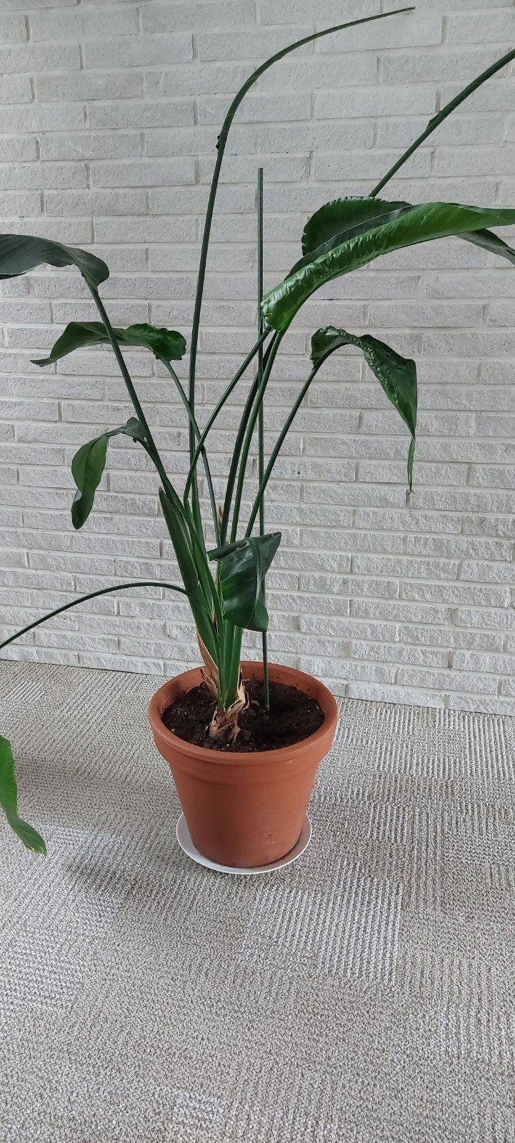 Mooie strelitzia kamerplant in aardewerk pot, Ophalen, Halfschaduw, 150 tot 200 cm