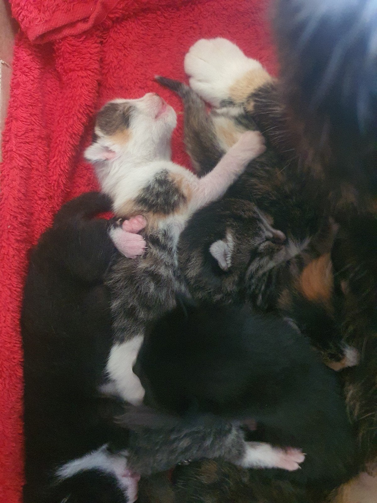 1 zwart schatig poesje💝+ 1 zwartwit katertje ‍💙voor jou❓️, Meerdere dieren