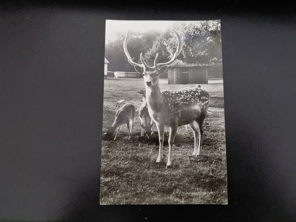 Hertenkamp, Oud-Valkeveen, gelopen, 1964, glans fotokaart., Verzenden, 1960 tot 1980, Gelopen, Wild dier
