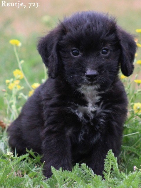 Poogle pups, Nederland, Parvo, Overige rassen, 8 tot 15 weken