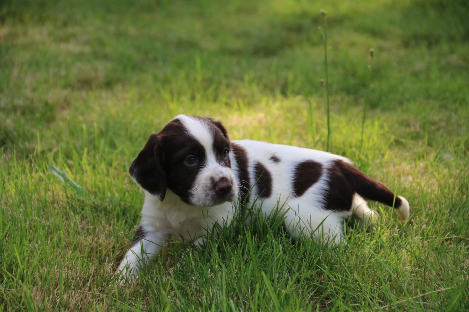 Te koop Engelse Springer Spaniel pups, Parvo, Reu, 8 tot 15 weken, Meerdere