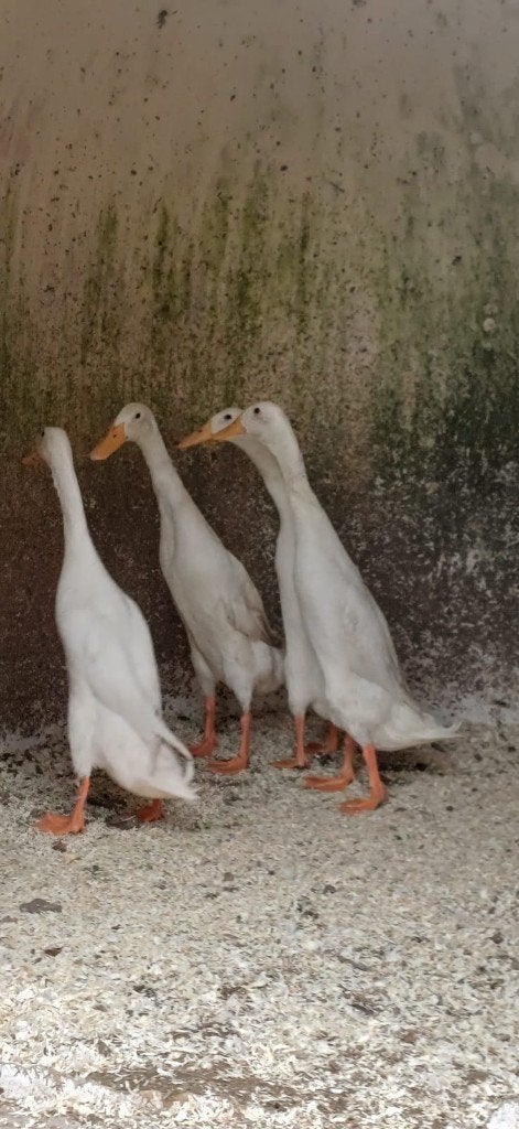 Te koop mooie jonge raszuivere witte loopeenden, Meerdere dieren, Eend