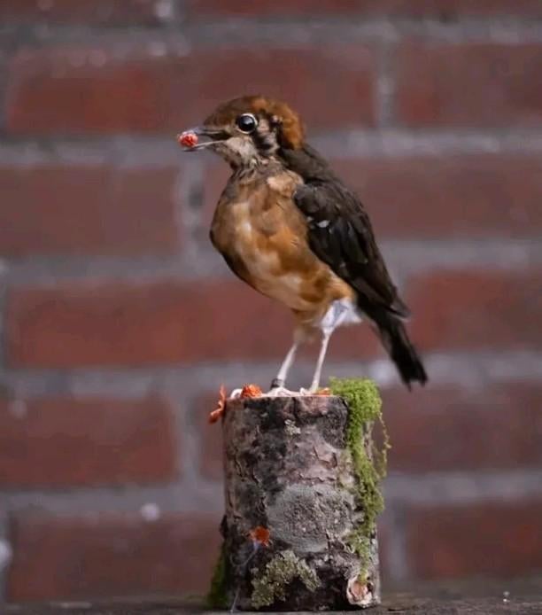 Opgezette Damalijster, Ophalen of Verzenden, Nieuw, Vogel, Opgezet dier