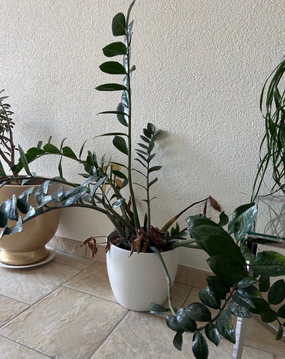 Kamerplant in grote witte pot - Direct beschikbaar!, Ophalen, 100 tot 150 cm, Overige soorten, Halfschaduw