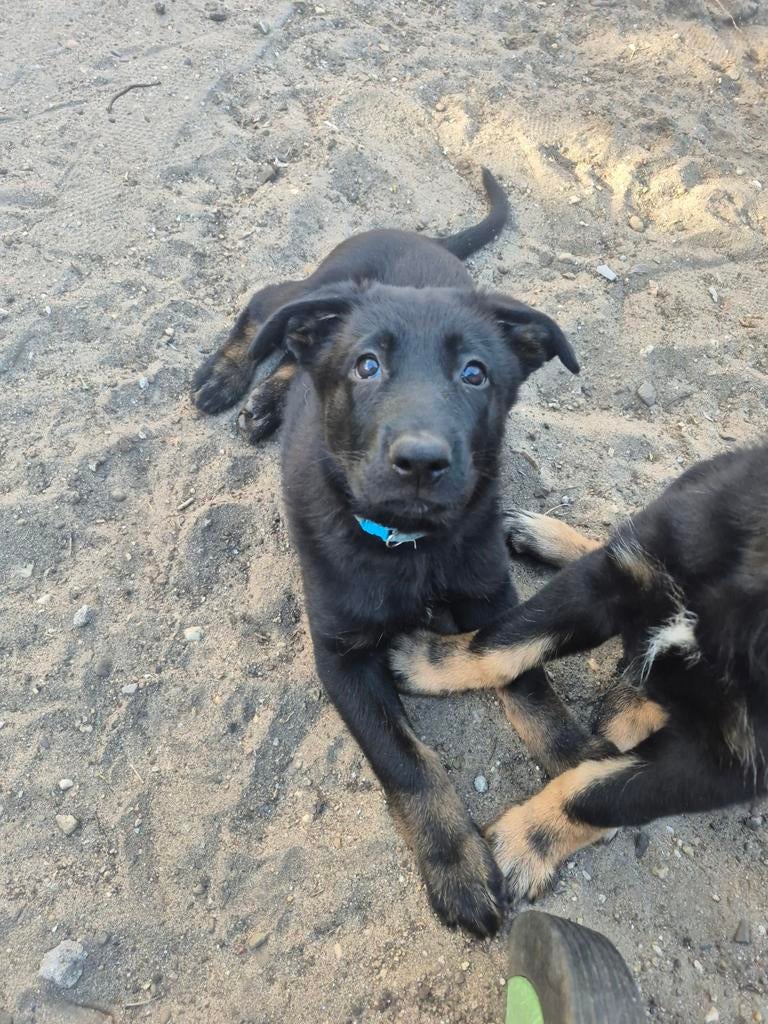 Nog 3 super leuke Duitse herder x husky pups beschikbaar!!, 8 tot 15 weken, Parvo, Meerdere, Meerdere dieren