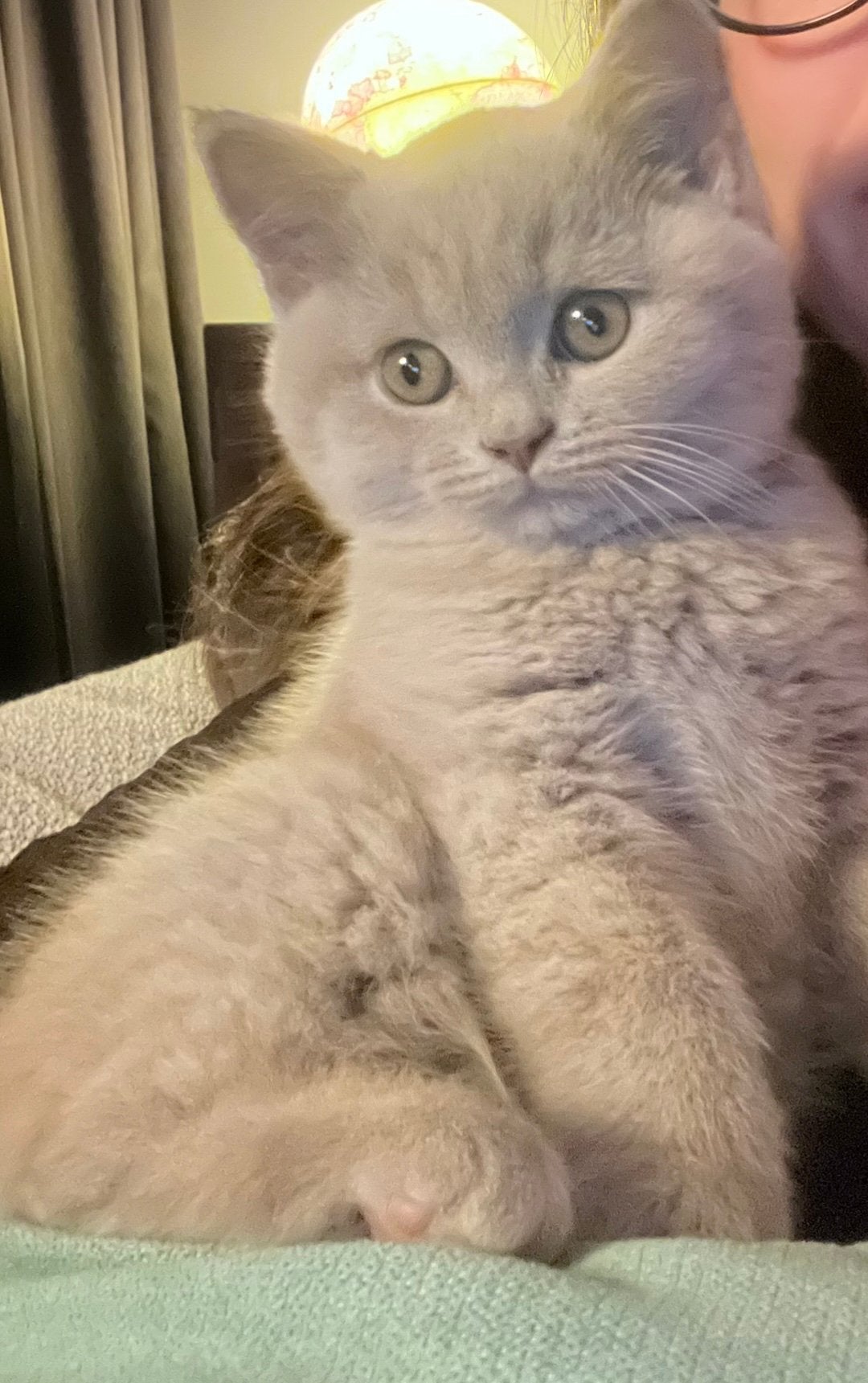 Nog 1 Lilac/Creme Britse korthaar katertje, Dieren en Toebehoren, Meerdere dieren, Ontwormd, 0 tot 2 jaar