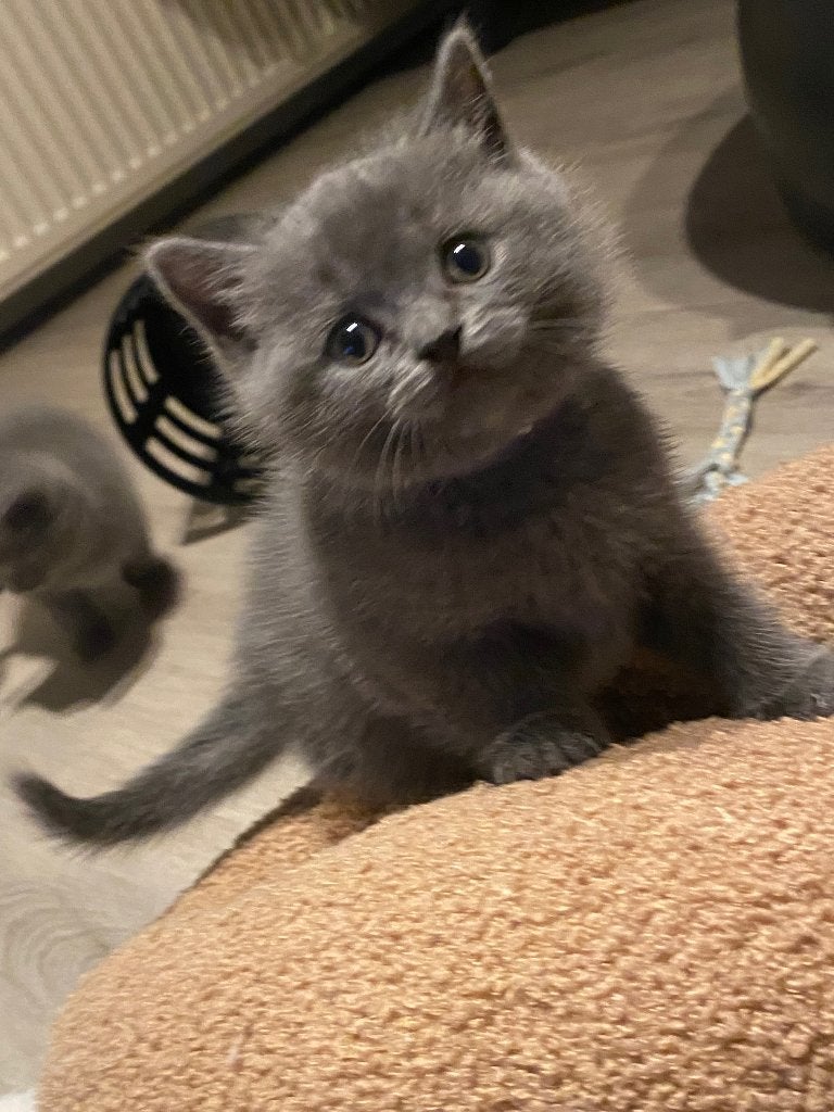 Kittens Britse korthaar/Blauwe Rus, Meerdere dieren, Gechipt, 0 tot 2 jaar