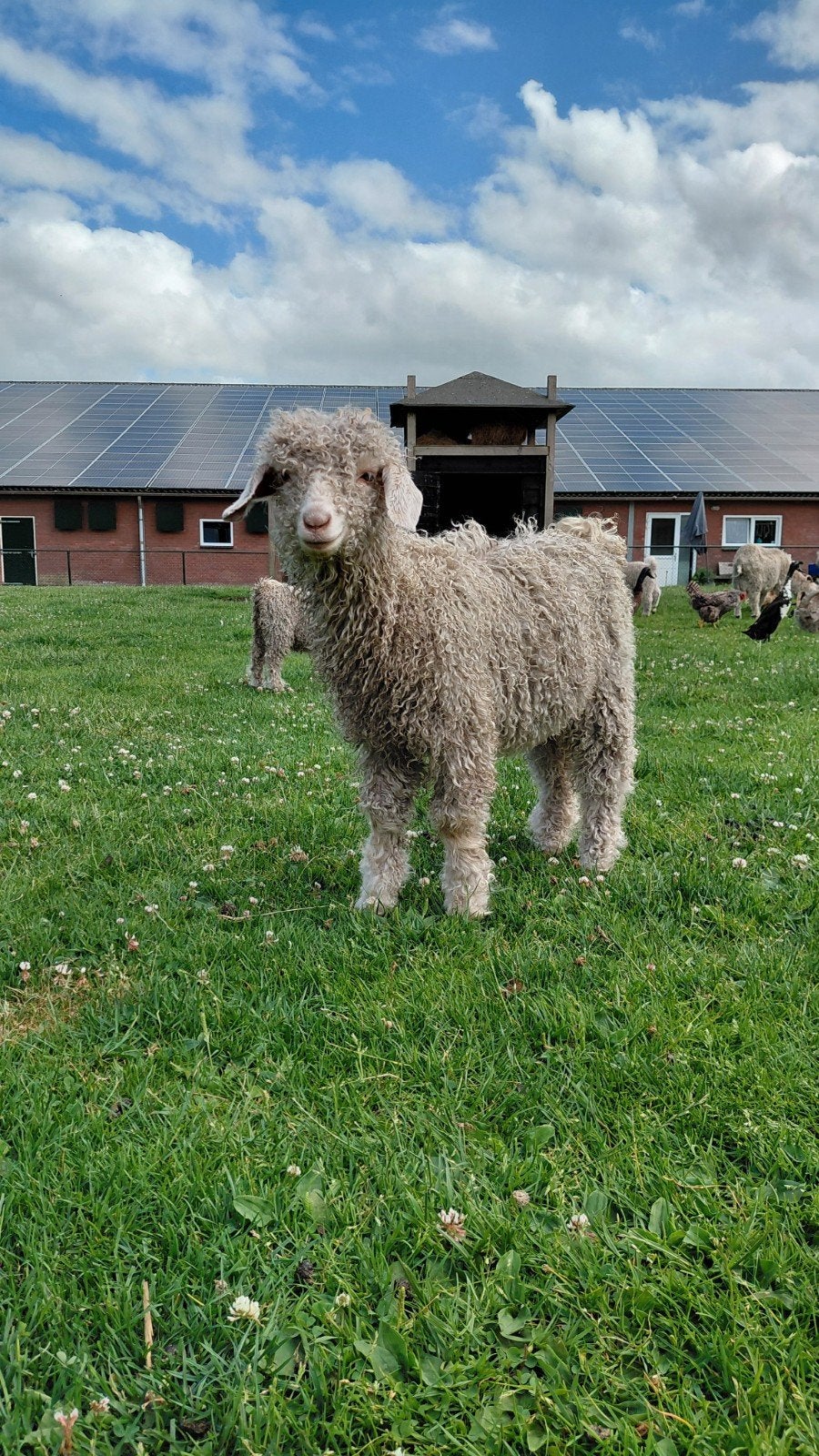 Koppel angora geiten, Vrouwelijk, Geit