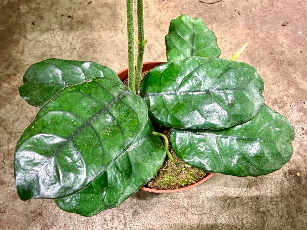 Hoya globulosa p12, Huis en Inrichting, Kamerplanten, Ophalen of Verzenden