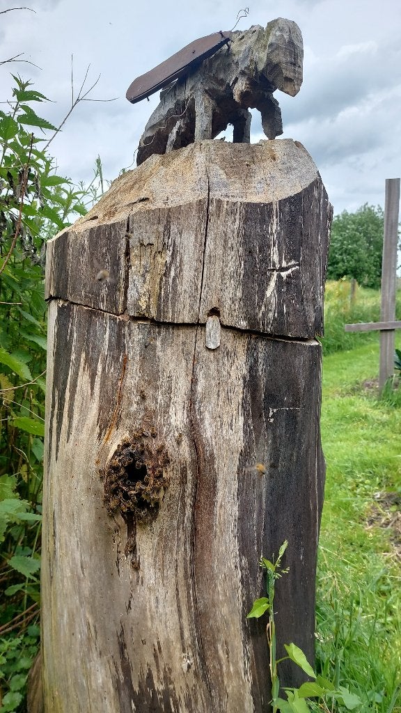 bijenvolk gevraagd omgeving hoogeveen, Dieren en Toebehoren, Insecten en Spinnen, Bijen