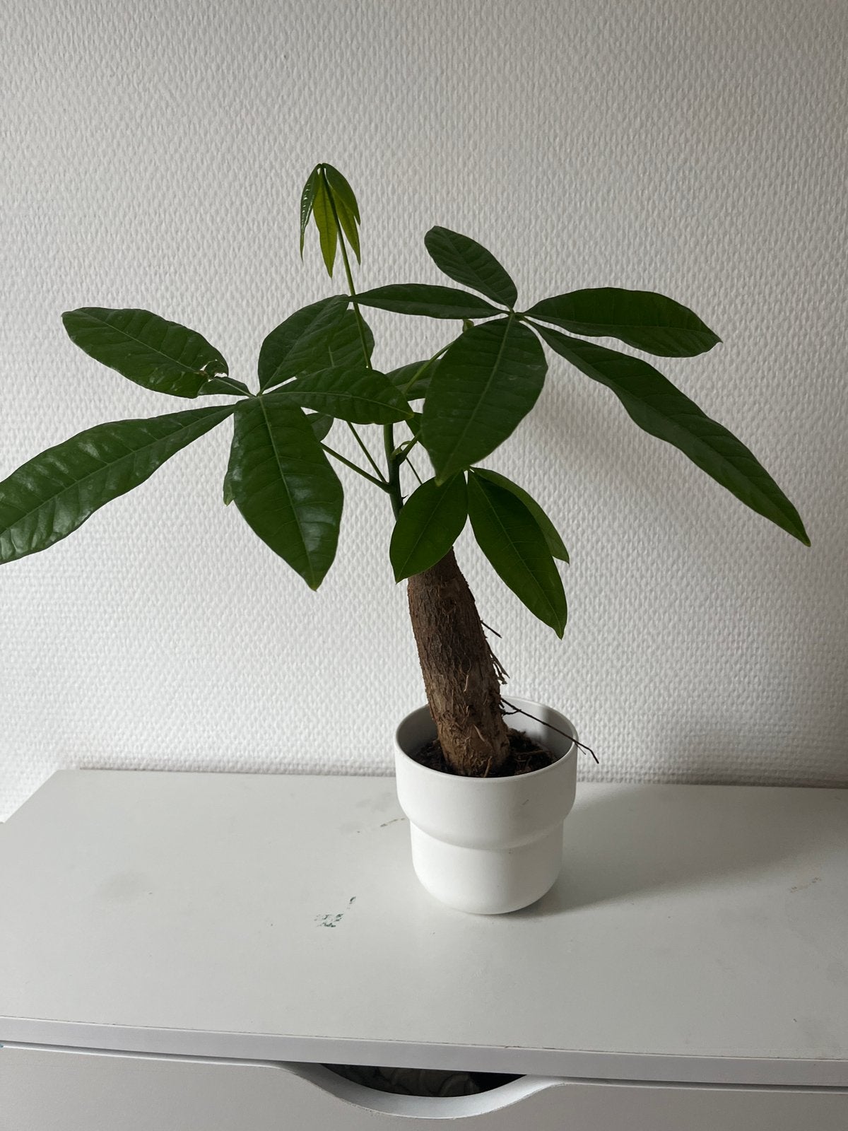 Geldboompje, Overige soorten, In pot, Minder dan 100 cm, Groene kamerplant