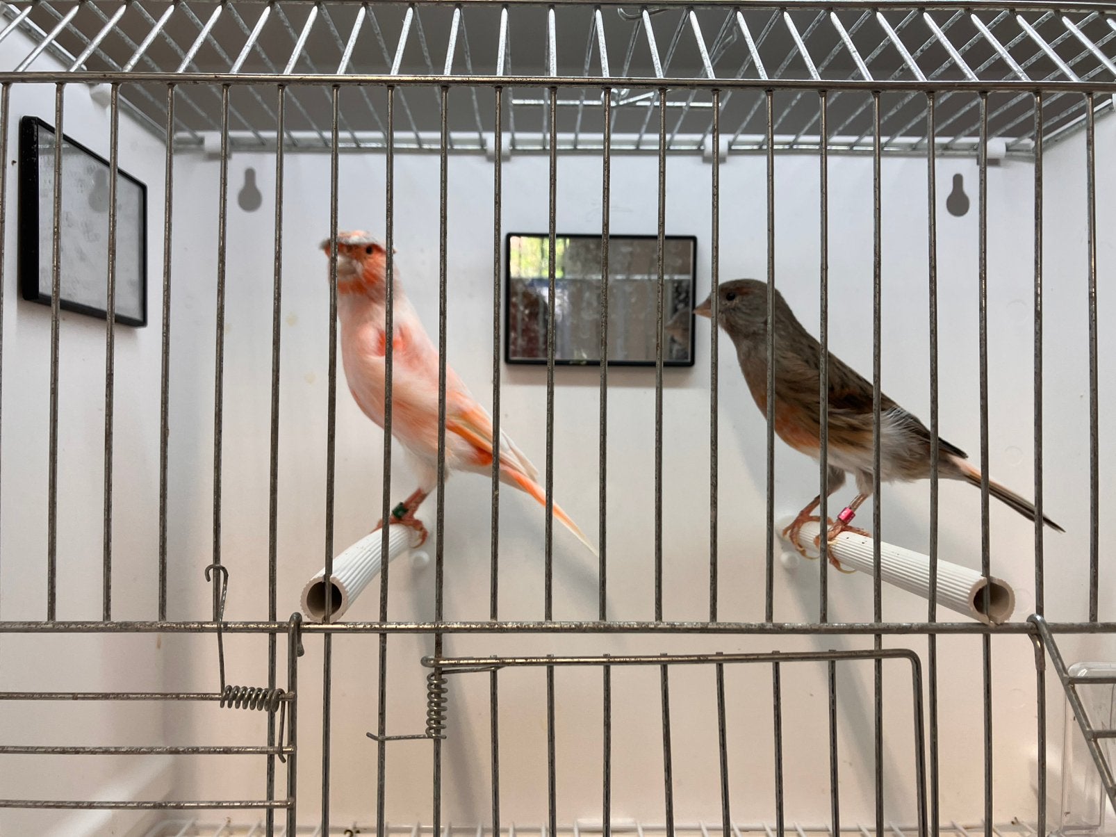Kweekkoppels echte Harlekijn kanaries, Dieren en Toebehoren, Meerdere dieren, Postuurkanarie