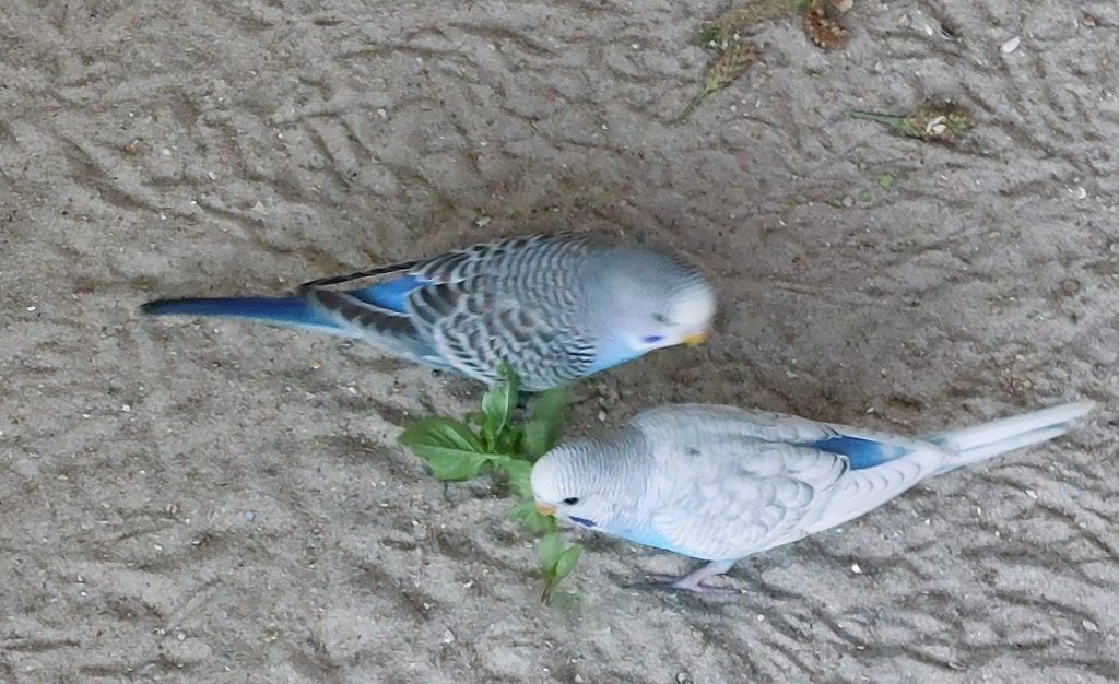 jonge blauwe grasparkieten 2026, Dieren en Toebehoren, Vogels | Parkieten en Papegaaien, Meerdere dieren, Parkiet, Geringd