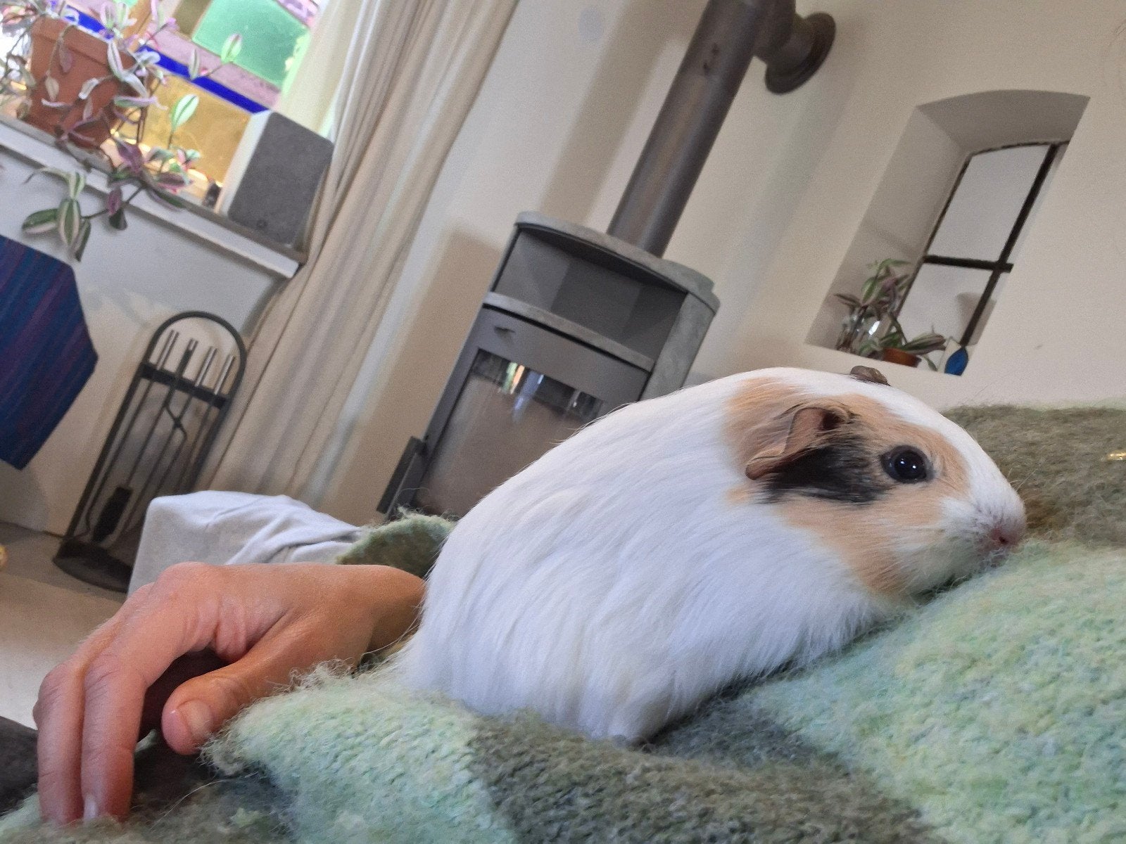 lieve jonge cavia's, Dieren en Toebehoren, September, Meerdere dieren