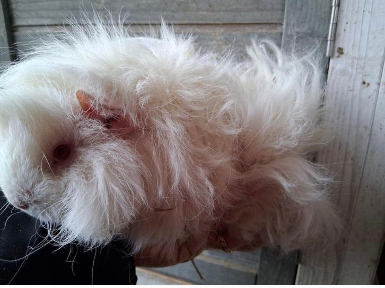 Jong koppeltje mooie Lunkarya cavia’s, Cavia, December, Meerdere dieren, Tam