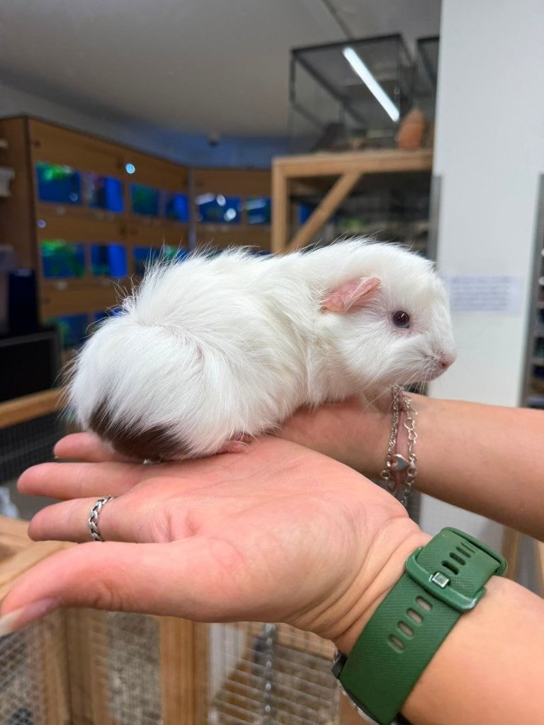 Te koop jonge cavia beertjes mannetjes, Dieren en Toebehoren, Augustus, Mannelijk, Cavia